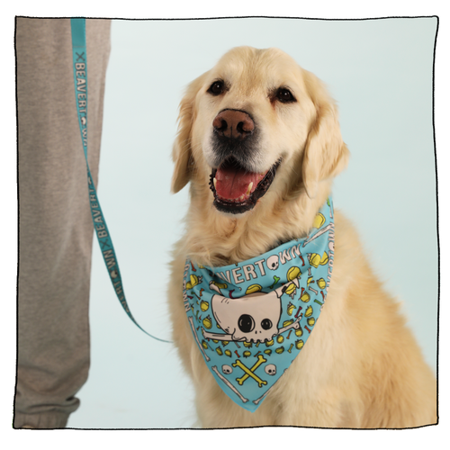 Philadelphia eagles dog shop bandana