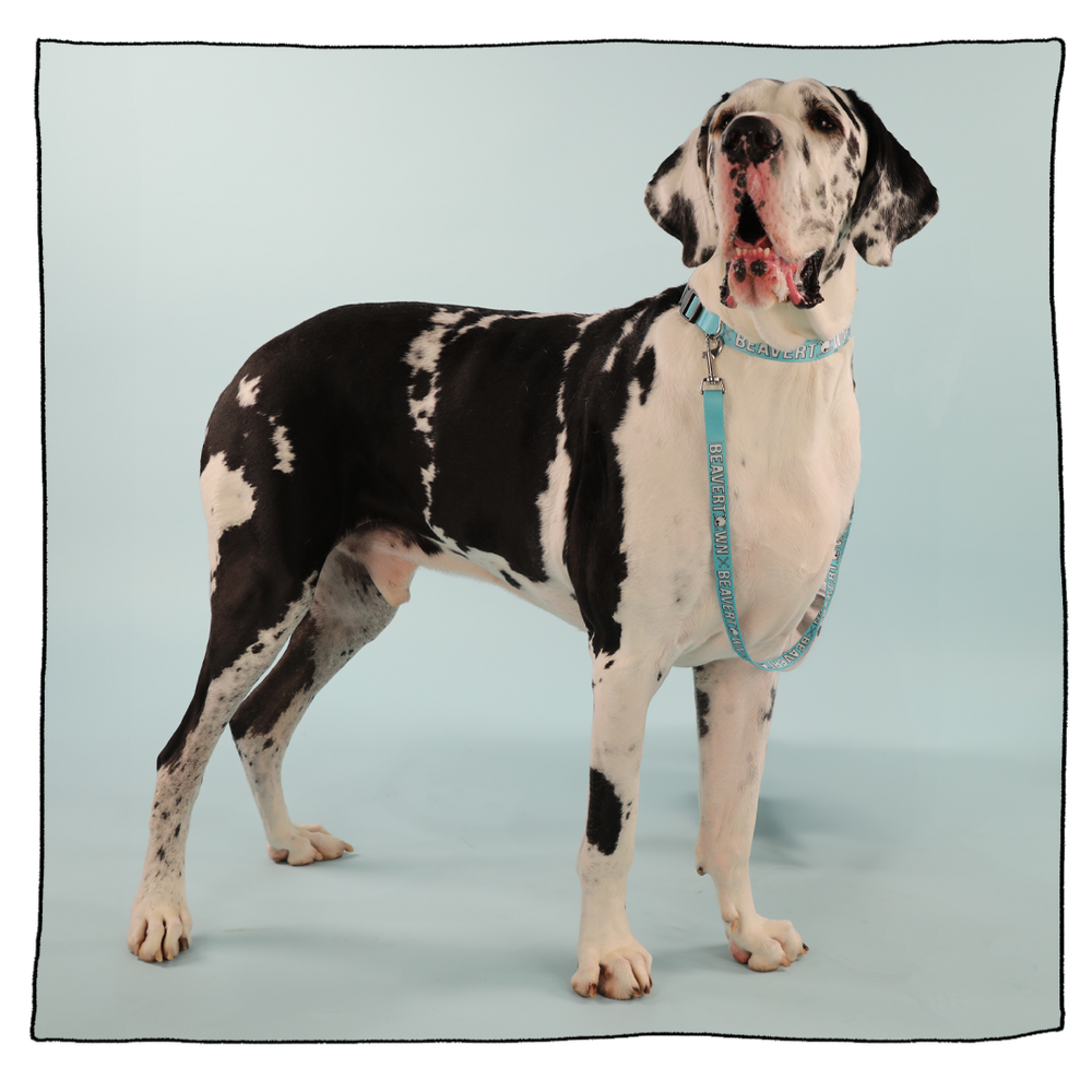 Beavertown Dog Collar Lead Set Beavertown Brewery